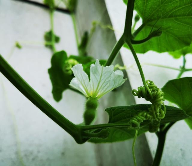 手捻葫芦种植记