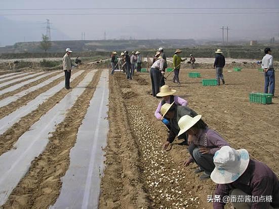 传统食用百合种植周期长产量低，改进八个细节，缩短周期提产量