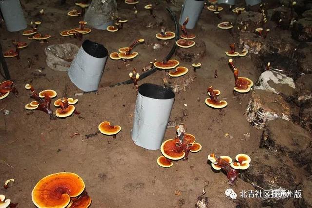 逛吃通州｜养绿植都弱爆了！2000盆鲜活灵芝开卖啦