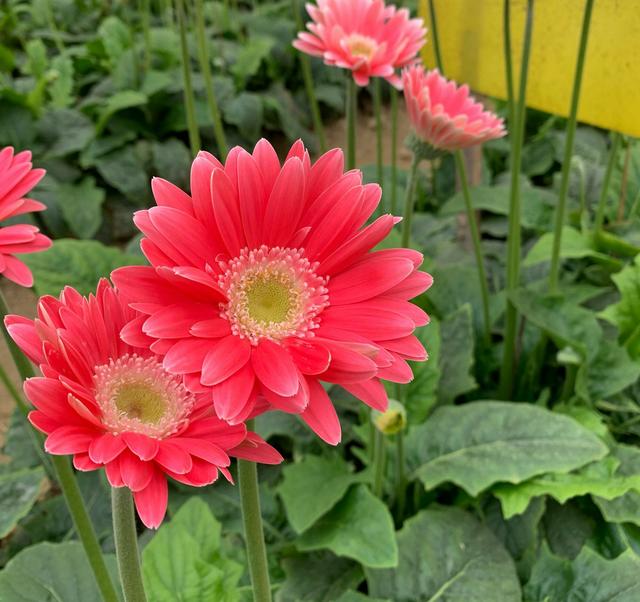 扶郎花也叫非洲菊，扶郎花总是长不好易得病该怎么栽培养护？