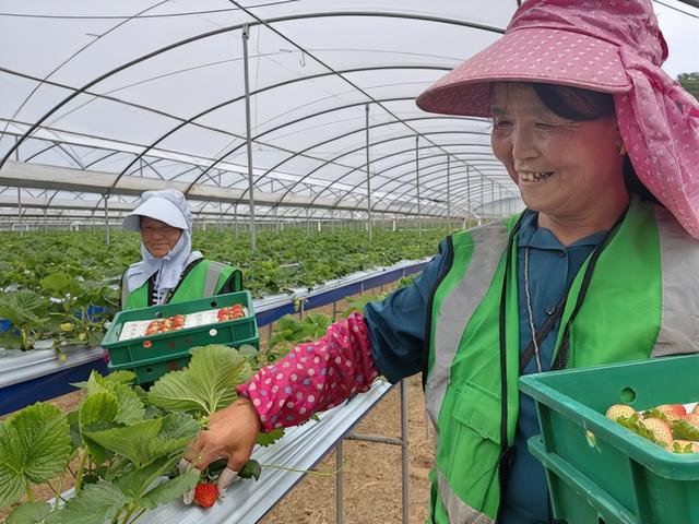 这里，夏季草莓别样甜！