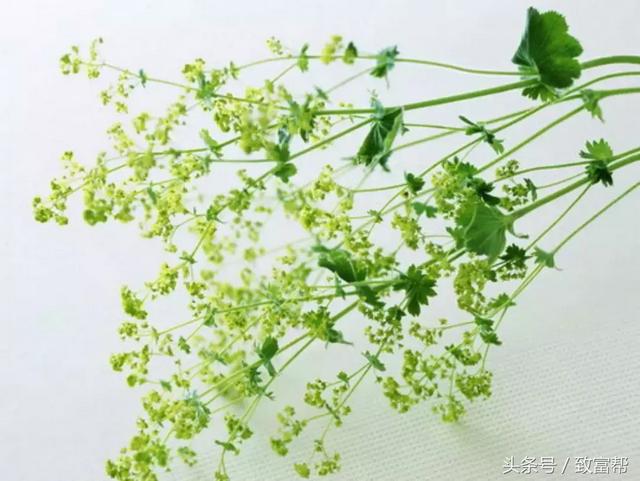 这些香草类作物，原本是西餐中的辅料，现在种植身价倍增