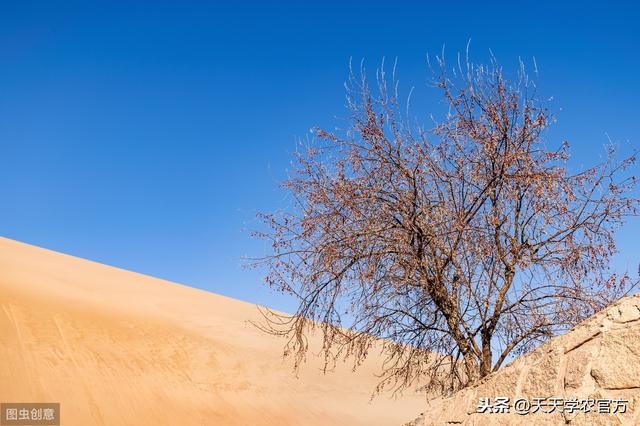 静止的植物，凭什么能活得比恐龙久？它的逆境生存法则，太强大