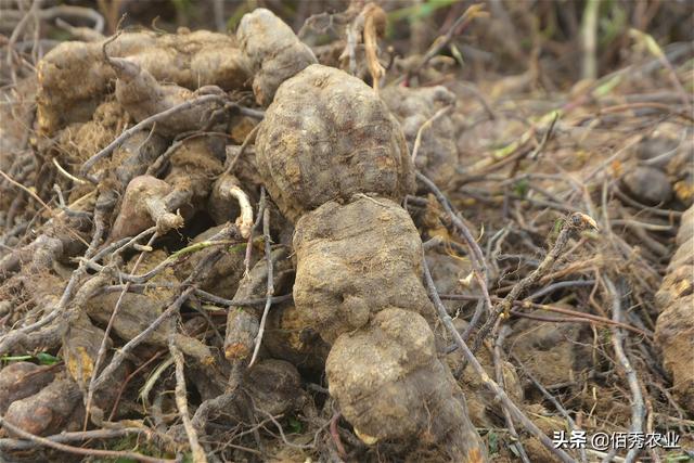 农村有种中药材，野生的被捧上天，人工种植产量堪比红薯