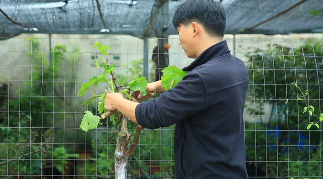 庭院葡萄树的移栽演示实操，葡萄栽种必备基础操作，您了解多少？