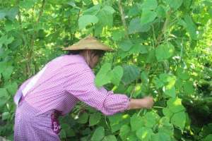 腾冲种植什么最赚钱(种豆得金：腾冲芒棒镇小豆子铺出致富路)