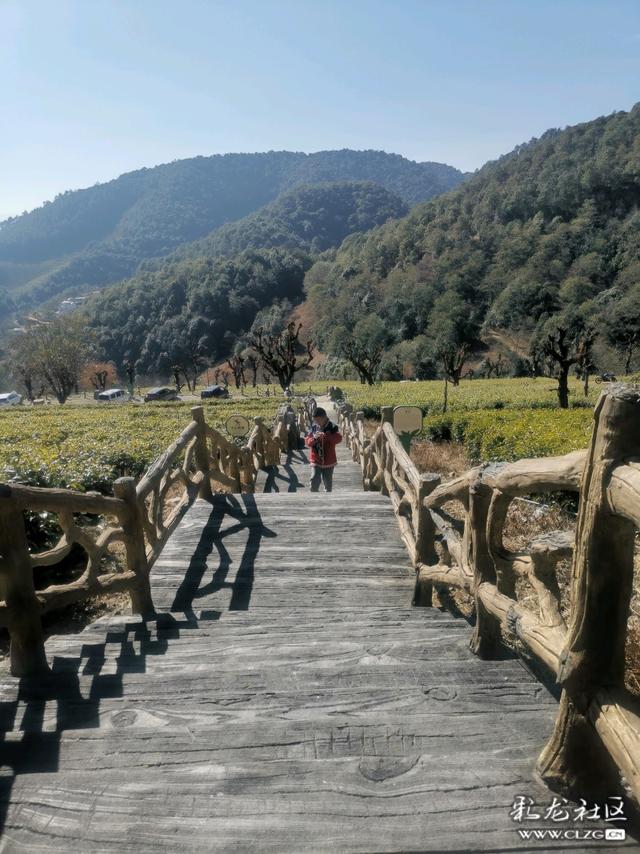 这里是“离天空最近的茶园”，海拔两千四