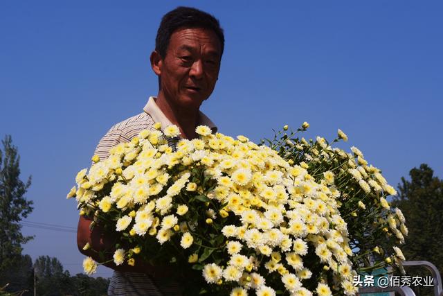 亳州农民深爱的5种作物，既是中药材又是观赏花卉，且收入可观