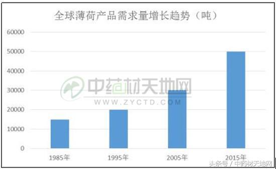 中国是曾经全球最大的薄荷产区，现在为何却衰落了？