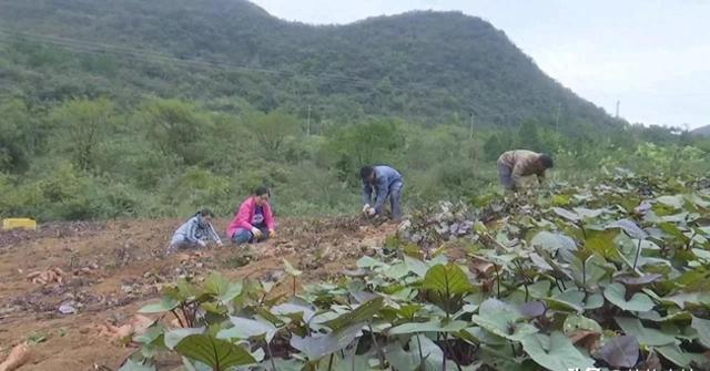 投资1800万元，在粤北承包900亩土地，种植连州高山一点红