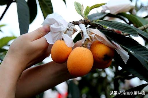 当下枇杷栽植季节，幼苗栽植到挂果树全套技术，提高成活率与产量