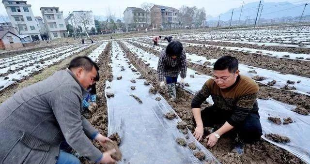 要想芋头种植产量大、品质高、收益好，这些种植管理技巧要知道