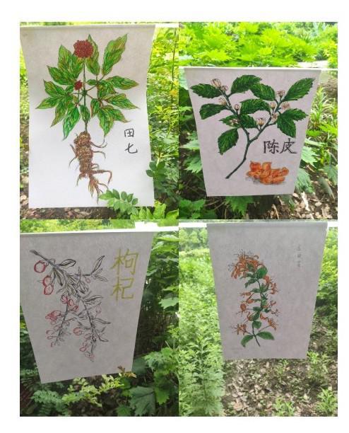 当“神农”识“百草”，植物学家带孩子们探秘“中药材库”