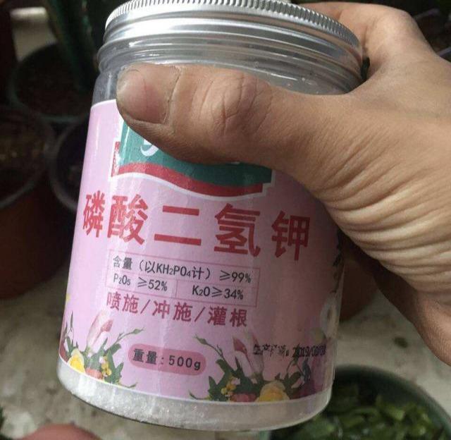 阳台种蓝莓，一棵“结十斤”，吃一个冒一串，孩子吃了视力好