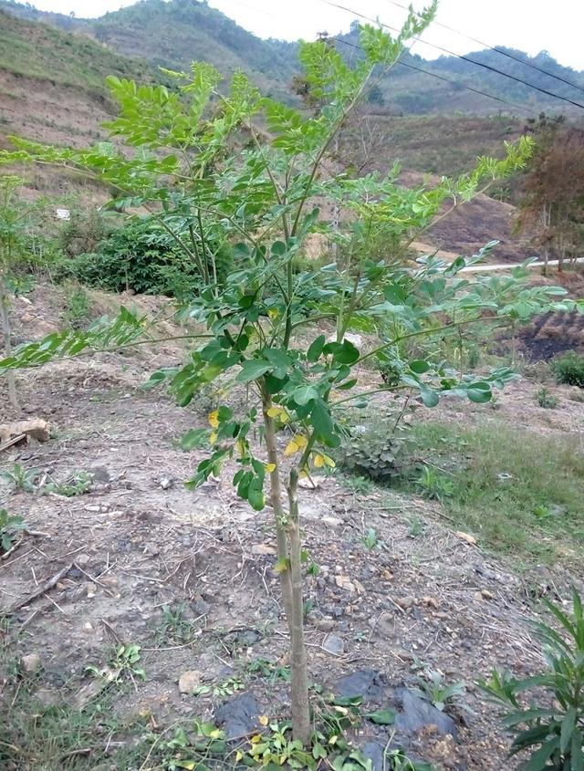 素食黄金--辣木，植物非试管高效快繁技术快繁辣木