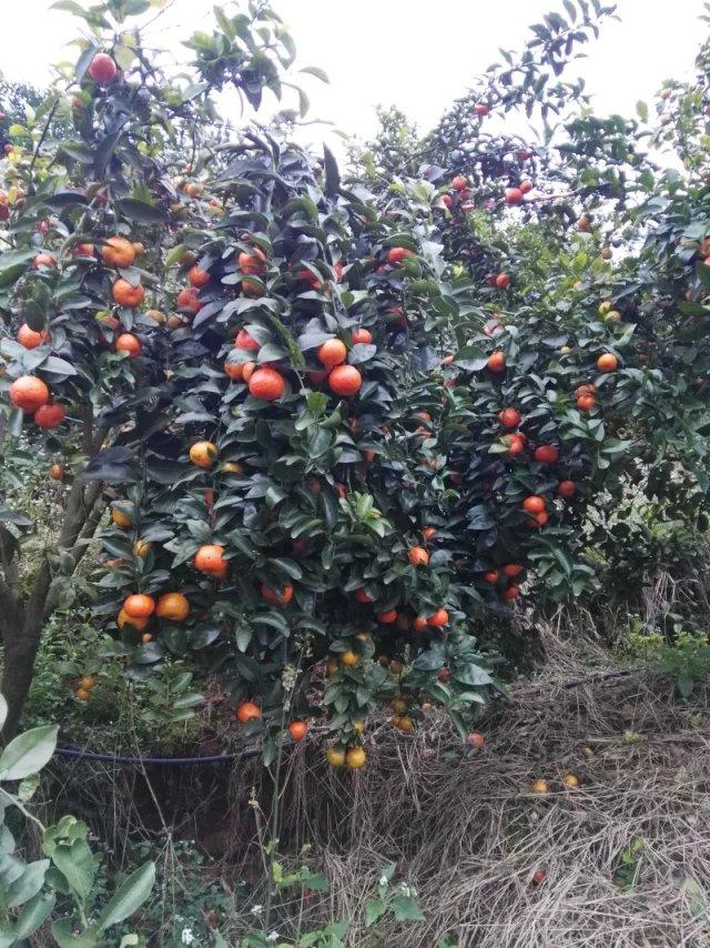 大批农户跟风种植砂糖橘，是好是坏？