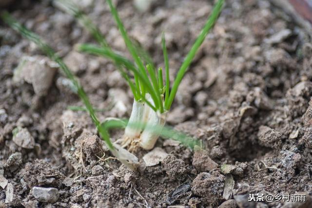 富硒香葱怎么种植才能高产？记住这些要点，一年四季都是采收旺季