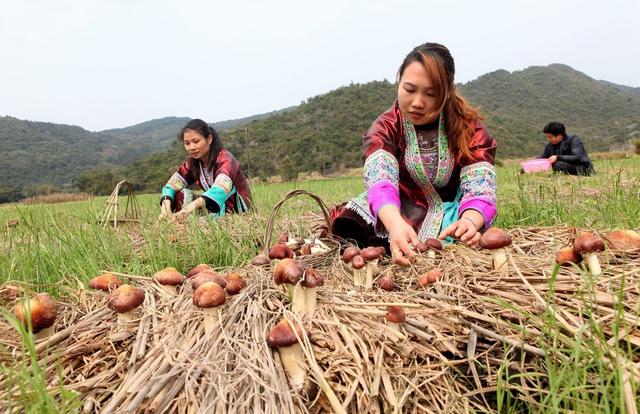 干货贴！大球盖菇栽培技术分享，高产优产的7个要素