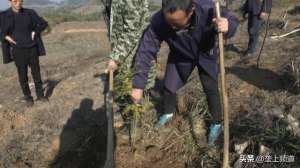 香榧树种植(农村这种作物很稀有，树苗栽下去10年才能挂果，干果卖160元一斤)