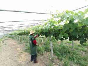 温室大棚葡萄种植基地(源汇区：大棚葡萄架起乡村振兴“致富桥”)