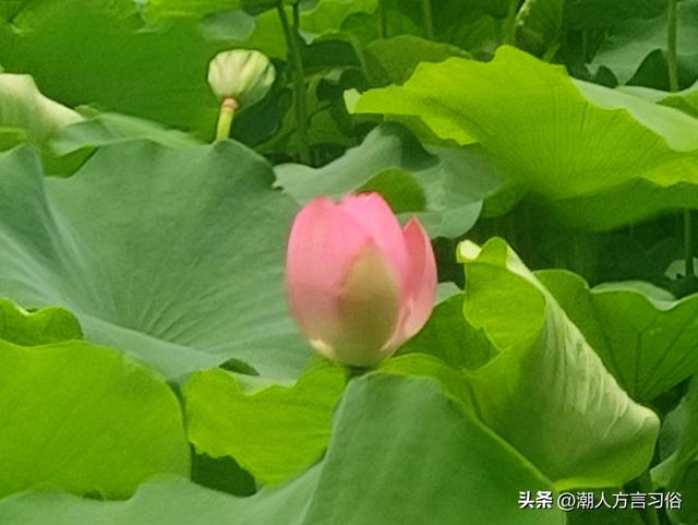 含姑旬，叫匀匀；五月节，扒龙船