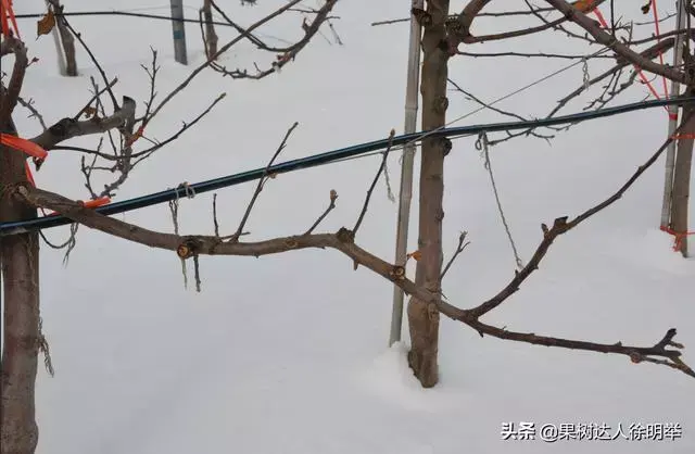 苹果高产，萌芽之前怎么管？简单，牢记这5点