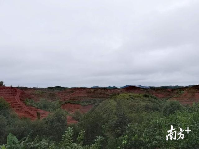 大户担纲“柚”有新发展！梅州兴宁今年已备耕新种植梅州柚1200亩