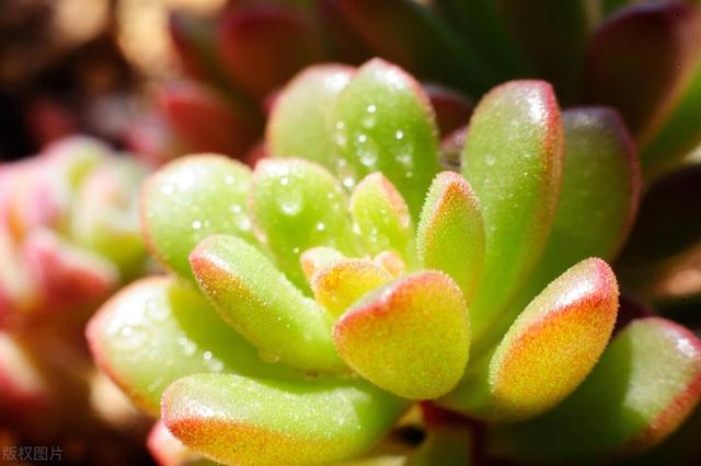 如何选取适合的植物来设计现代风花园？