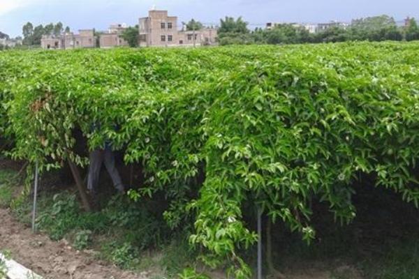 百香果每亩投资成本想要种植的朋友可以了解一下