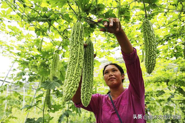 高产苦瓜有哪些种植管理技巧？注意5大方面