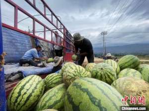 现代化种植西瓜(青海黄河谷地：现代农业产业园“双红金五”西瓜首获丰收)