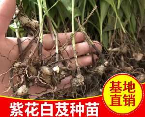 白芨种植后怎么施肥(种植的经济回报也较高白芨产品)