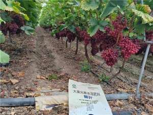 葡萄种植视频教程讲座(葡萄种植技术有哪些？陈大哥有话说)