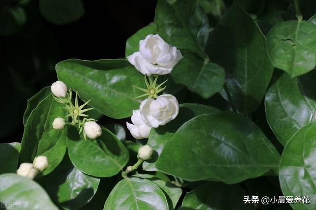 6~8月适合种植什么花卉，山东青州花卉基地告诉你