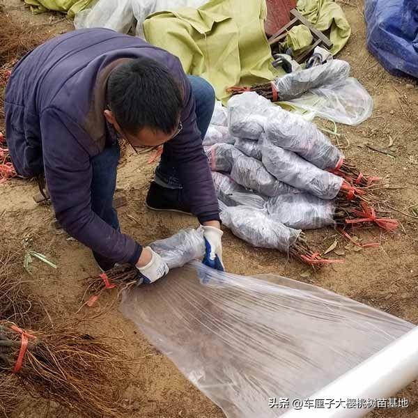 蓝色拉威尔葡萄苗在北方地区种植冬季防冻措施如何开展工作