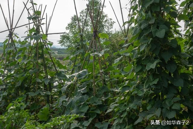 晚豆角、晚黄瓜最佳种植时间，掌握4个管理技巧，一茬一茬摘不完