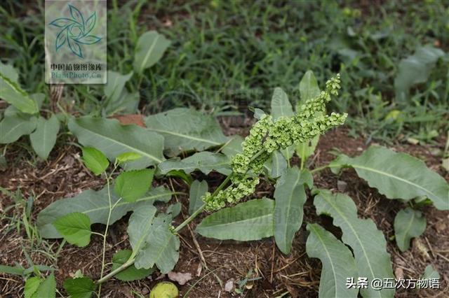 一篇认全北方常见野菜