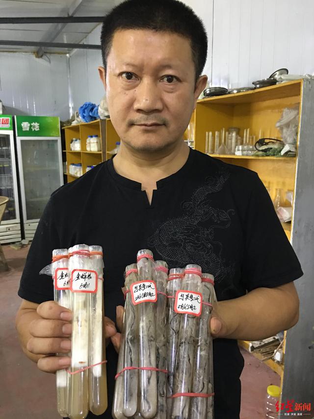 野生鸡枞贵到吃不到？平民“菌痴”量产人工“鸡枞”