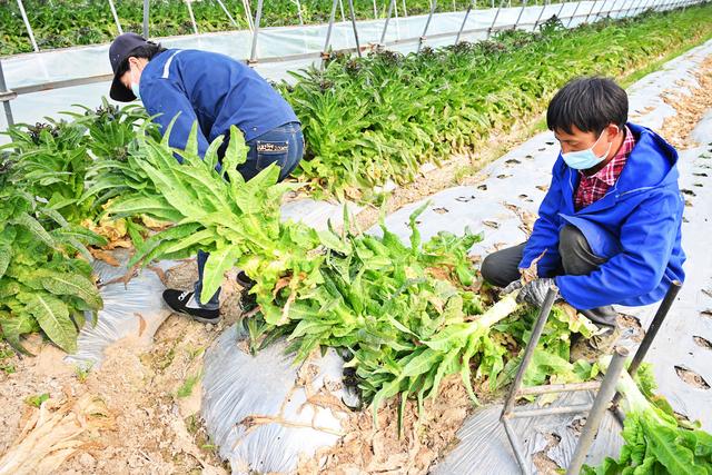 上海战疫丨西瓜来了！本市蔬菜瓜果上市量回升将加强产销对接