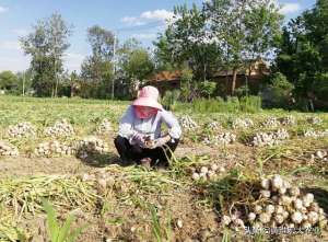 中国大蒜种植(2021年大蒜种植面积减少，是真的吗？告诉你全国到底有多少大蒜？)