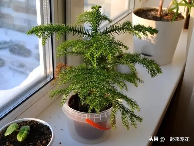 适合居家种植的6种绿植，皮实好养造型别致，摆在家里上档次