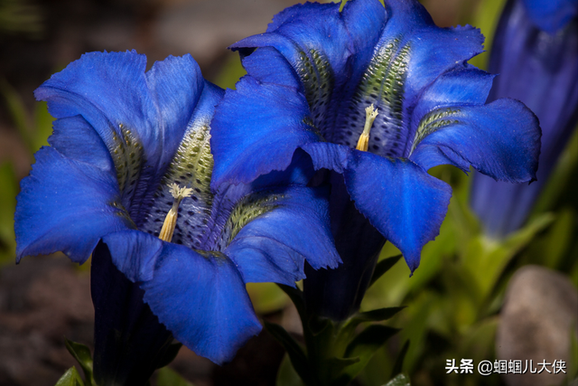 十种象征天空蓝的花草，带你徜徉在宽广无比的蓝色花海中，醉了