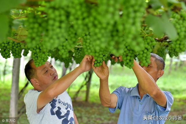 农作物黄叶的八大原因总结！以后千万别再错误判断盲目性防治了！