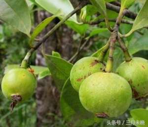 木竹果种植(神奇野果木竹子：大多数人没见过，对各种伤口有意想不到的效果)