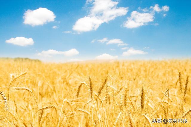 小麦物栽培技术，种植方法既简单又方便，不妨学习一下