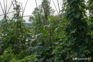 黄瓜种植季节(晚豆角、晚黄瓜最佳种植时间，掌握4个管理技巧，一茬一茬摘不完)