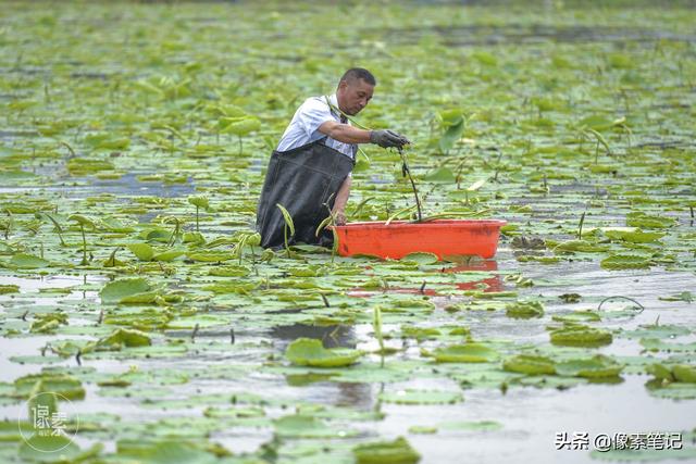 湖北农民种植藕带20多年，从湖里到北京餐桌只要40小时