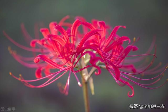 花开彼岸，花开今生；种植彼岸花，亩均收益一万八