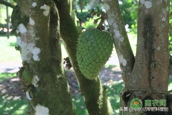 释迦果怎么种植和管理？