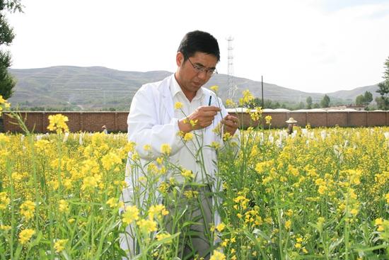 油菜育种人 扎根高原三十载